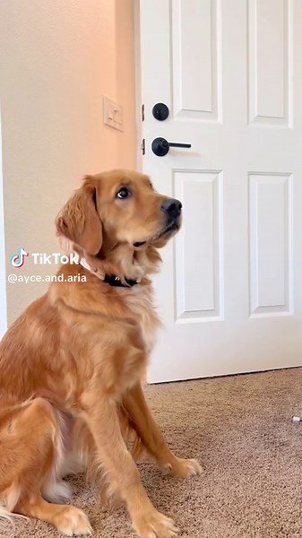 Comment below which one you would want a tutorial for 💛 . . . . #dogtraining #dogtrainer #clickertraining #smartdog #dogtricks #cutedogs #dogsofinstagram #dogsofinsta #puppytraining #puppytricks #puppytrainingtips #dogsafety #goldenretriever #goldenretrieversofinstagram #goldenretrieverpuppy #newpuppy