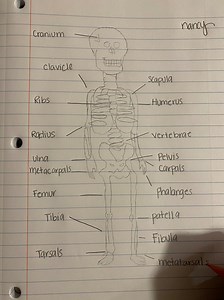 SKELETON ANATOMY PROJECT