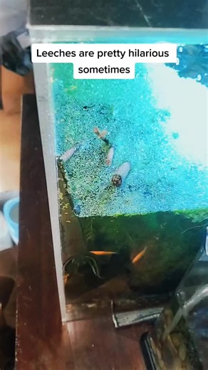 Funny Leech and Glass Encounter | Hilarious Pet Leech Moment