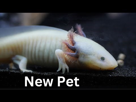 Axolotl: New Tank Setup (Guide)