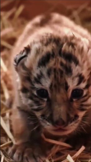 funny baby tiger roaring cute animal sounds