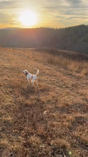 Quail Hunting!!! Pointed Quail 15 Yards Away!!! #birddog #quailhunting #uplandhunting #englishsetter