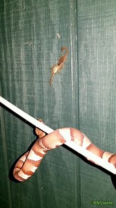 Do Copperheads Eat Scorpions? This snake climbed a cable to watch a scorpion eat another scorpion! #NatureMystery #Scorpions #wednesdayspecial | The Copperhead Den