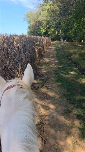 26 reactions · 11 comments | Took Samson out today...love the view. | Lisa Shenberger | Facebook