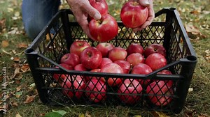 Apple harvesting in basket. Picking orchard organic fruits.