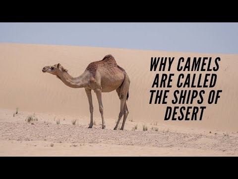 7 Unique Facts about Desert Camels