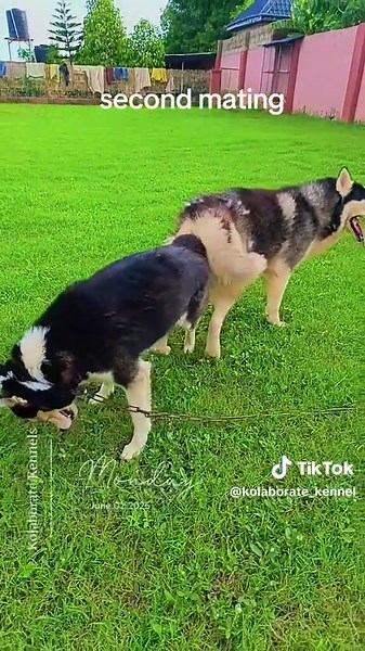 Siberian Husky Mating Insights and Tips