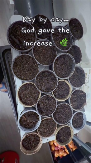 Every beautiful harvest starts with a single seed. 🌱 #yetundecreativeworld #gardening #seedsaving