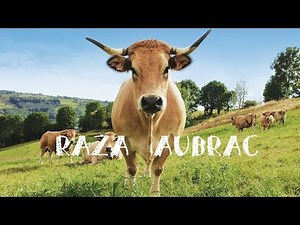 Raza Aubrac Asturias, la vaca ecológica
