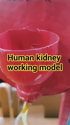 human kidney working model for science day 2025