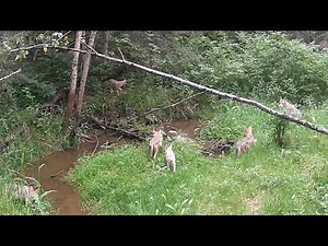 Coyote family “the pack stays together”