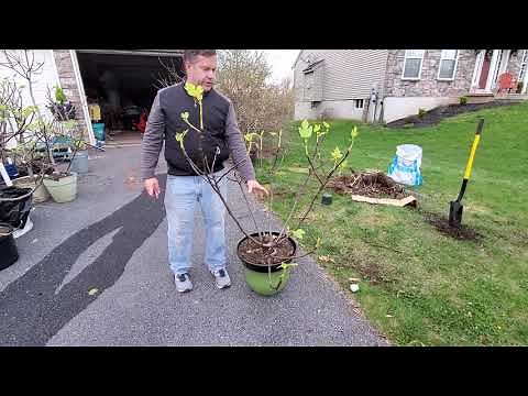 How to Spring Prune a Fig Tree