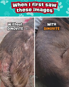 1.3K views · 3 comments | Dinovite.com on Reels | Facebook