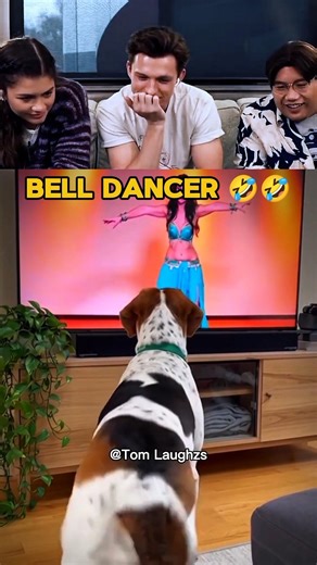 BELLY DANCER 😂🤣 #funnyvideos #tomholland #trynottolaugh #reactionvideo #bellydance #dog