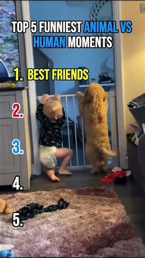Ranking Pets vs Humans Moments 2026 😂 (Total Mayhem)
