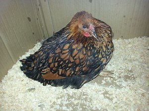 Sudden Twisted Neck and Stumbling - Wry Neck?