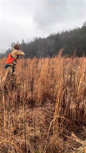 Quail season is in full swing here in north Georgia! #quailhunting