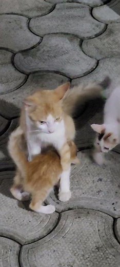 Mom and Kids #cat #kittens #cute #adorable