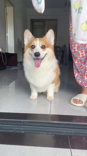 Adorable Corgi Puppy: Home Moments with Fluffy Friend