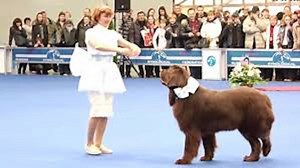 Woman Performs Intricate Dance Routine With Her Newfoundland Dog