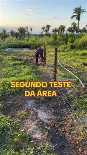 Segundo teste da área de enriquecimento ambiental, tá quase dando certo. #vidanaroça #choque #suinos #porco #cerca