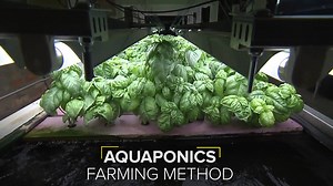 980K views · 9K reactions | Who knew that a fish tank was the solution to many farming problems? | TheBetterIndia | Facebook