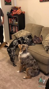 267K views · 1.9K reactions | These dogs are freaked out this cat cushion  | Animal Antics | Facebook