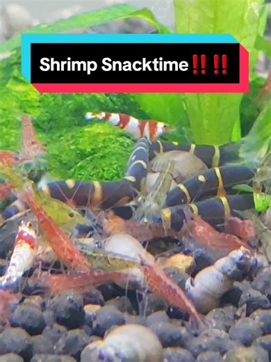 Khuli Loaches and Shrimp love snacking on some algae wafers 😋😋 explore our range or livestock in store or online at: https://sydney-aquascapes.com.au/ #localfish, #aquarium #khuliloa #fishtank #fishtanks