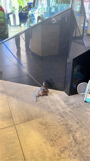 This leash is kinda junk. But I don’t know how to attach it right. Anyone else have one of these dang turtle leashes #turtle #pets #leash #reptile