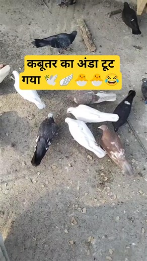 कबूतर का अंडा टूट गया 🐣🕊️🪽😂😂 #pigeon #borderwaalekabutar #kabutar