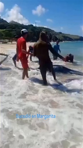 NCD Noticias Cada Dia. on Instagram: "MANTARRAYA GIGANTE VARÓ EN PLAYA MANZANILLO. Una enorme mantarraya varó este sábado 10 de enero en playa Manzanillo, municipio Antolín del Campo, isla de Margarita. Pescadores de la zona realizaron las gestiones para regresarla al mar. Estiman que el espécimen marino medía al menos 4 metros de ancho. Video y Texto Cortesía Dexcy Guedez"