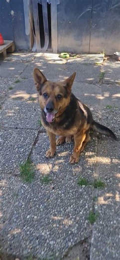 2x pro Woche Training – und trotzdem diese Entwicklung | Bullet Teil 2