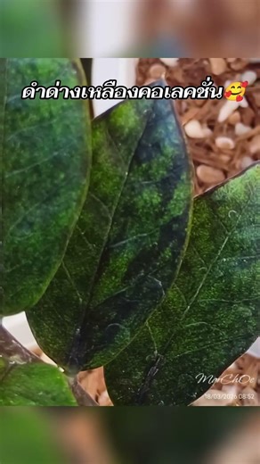 #กวักมรกตดำด่างเหลือง#ไม้มงคลเสริมโชคลาภ