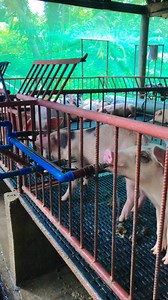 Unli water set up gamit ang Automatic water floater. #highlight #fbreelsfypシ゚ #everyone #followers #guide #fbreels | Aletta Battle Angel Vlog