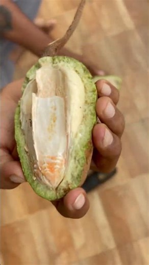 ఎవరికీ తెలియని ఈ చెట్టు మీకు తెలుసా? 🌳| Rare Fruit Tree #shorts #fruittrees #treeidentification