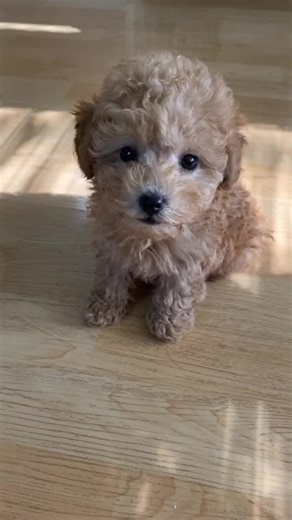 Adorable Poodle Barking Compilation