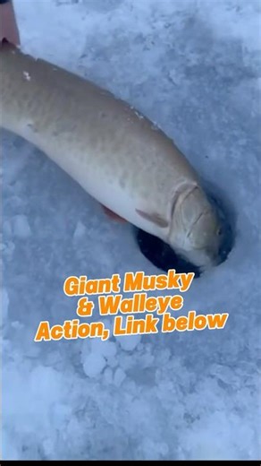 Giant Musky & Walleye GOLD. #walleyefishing #icefishing