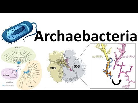 Archaebacteria introduction