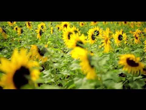 ひまわり動画
