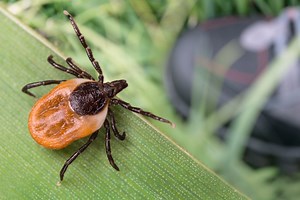 How Much Should I Worry About Ticks?