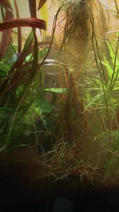 Pull it out by the roots—there’s nothing more satisfying! 🌿✨ Watch as Cryptocoryne nurii (aka 'Rose Maiden') gets gently unearthed, revealing the beauty of its growth below the surface. What is your most satisfying pull? Let us know! 👇 #CryptocoryneNurii #RoseMaiden #Aquascaping #PlantedTank #AquaticPlants #UnderwaterArt | Tropica Aquarium Plants