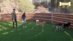 1.1K views · 73 reactions | Check out this sneak peek of today's NEW episode of #LuckyDog featuring Akira, a Border Collie mix who's ready for her forever home!  | Lucky Dog | Facebook