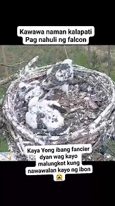 2M views · 6.6K reactions | I ❤️ pigeon racing #pigeonfancier #pigeonracing #racingpigeon #kalapatidsreels #kalapatids #ilovepigeonracing #followerseveryone | Glenn Brillante | Facebook