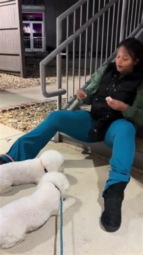 Sits and settles out in public #dogs #fyp #bichon #training #sdit