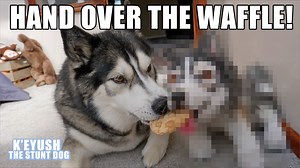 238K views · 10K reactions | I commissioned a plush replica of Key and it came with a waffle, needless to say Key was determined to have it! He made 6 attempts and 5 were successful! | Keyush the Stunt Dog | Facebook