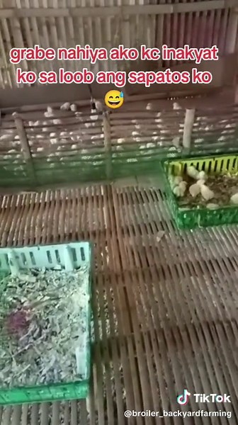 broiler backyard farming on TikTok