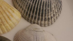 Download Rotating stock footage shot of sea shells - SEA SHELLS 002 for free