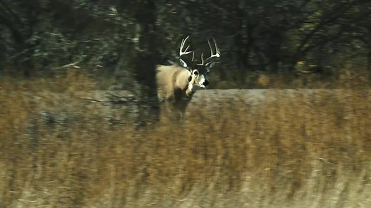 The NEW DVDs are here! On the ground stalks, deer drives, depicted raw. Longbow shots, not shown on TV anywhere. Get your copy: goo.gl/1g56LL | Whitetail Adrenaline