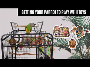 How To Get Your Parrot To Play With Toys | For Those Clingy Birds Who Won't Play With Toys
