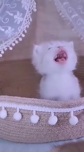 Such a beautiful kitty 😻 | Wonderful Cats